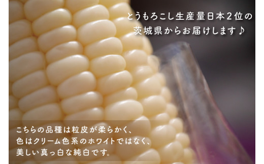 【6月下旬ごろ発送】白いおおもの(トウモロコシ)5kg【とうもろこし コーン 野菜 やさい 夏野菜 糖度 真っ白 純白 期間限定 水戸市 茨城県】（AY-6）