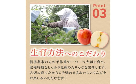 りんご　サンふじ約3kg丸福 光センサー選果 糖度13度以上 青森産りんご 【2025年1月後半発送】 11月 12月 1月 2月 3月 配送 リンゴ 五所川原りんご