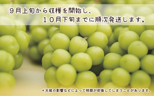 [No.5657-4084]生産者直送 ちょっと不揃いなシャインマスカット ちょっと訳あり 計1.2kg以上 （３房） 《信州すざか ともよファーム》■2024年発送■※9月上旬頃～10月下旬頃まで順次発送予定