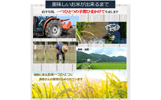 【定期便12回】くまもとの無洗米 10㎏ | 熊本県 熊本 くまもと 和水町 なごみ 無洗米 定期便 12回