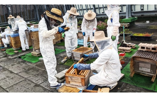 2024年採蜜 とみやはちみつ 120g×3個セット｜令和6年収穫 国産 富谷 蜂蜜 ハチミツ 瓶 [0225]