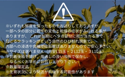 愛果28号 約2.5kg 東温市産 サイズお任せ 「 紅まどんな 」の同一品種（品種名： 愛媛果試28号 ） 今が旬 農園直送 みかん 人気 数量限定 先行予約 愛媛みかん かんきつ 愛媛県 フルーツ 果物 くだもの 甘い [№5303-0232]