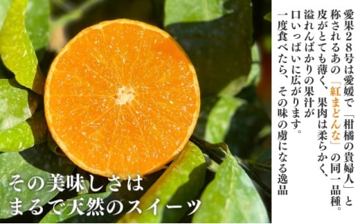 愛果28号 約2.5kg 東温市産 サイズお任せ 「 紅まどんな 」の同一品種（品種名： 愛媛果試28号 ） 今が旬 農園直送 みかん 人気 数量限定 先行予約 愛媛みかん かんきつ 愛媛県 フルーツ 果物 くだもの 甘い [№5303-0232]