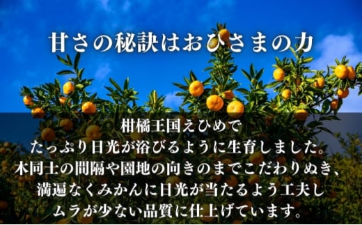 愛果28号 約2.5kg 東温市産 サイズお任せ 「 紅まどんな 」の同一品種（品種名： 愛媛果試28号 ） 今が旬 農園直送 みかん 人気 数量限定 先行予約 愛媛みかん かんきつ 愛媛県 フルーツ 果物 くだもの 甘い [№5303-0232]