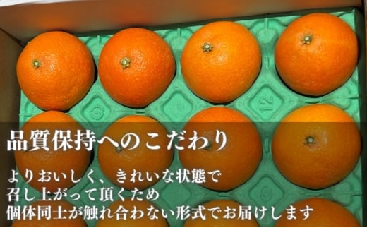 愛果28号 約2.5kg 東温市産 サイズお任せ 「 紅まどんな 」の同一品種（品種名： 愛媛果試28号 ） 今が旬 農園直送 みかん 人気 数量限定 先行予約 愛媛みかん かんきつ 愛媛県 フルーツ 果物 くだもの 甘い [№5303-0232]