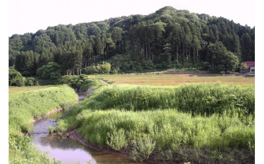 隔月6回 定期便 新潟県認証減農薬米 特別栽培米 コシヒカリ 玄米 10kg (5kg×2袋) 米 お米 こめ こしひかり