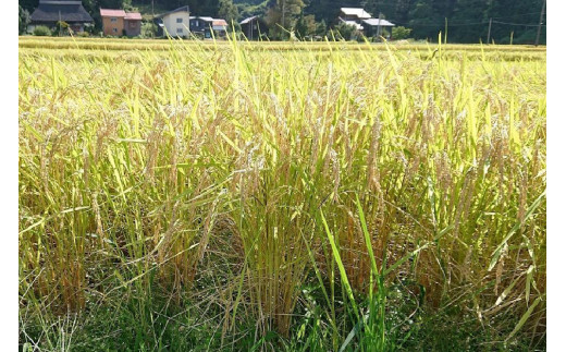 隔月6回 定期便 新潟県認証減農薬米 特別栽培米 コシヒカリ 玄米 10kg (5kg×2袋) 米 お米 こめ こしひかり