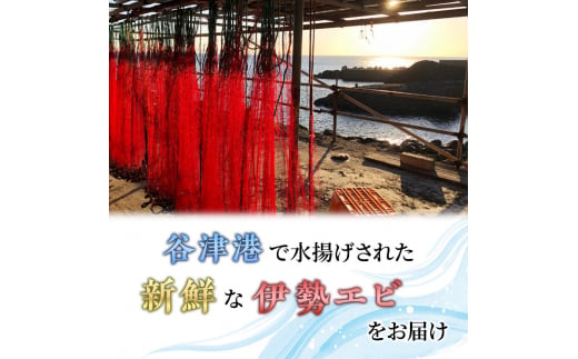 活 伊勢海老 4～8匹 活きたままお届け 毎年10月～翌年5月中旬出荷予定 獲れたて 活伊勢えび 伊勢えび 伊勢エビ 海老 えび エビ 貝 魚介 魚介類 海鮮 冷蔵 静岡 静岡県　【 河津町 】　お届け：毎年10月～翌年5月中旬[№5227-0083]