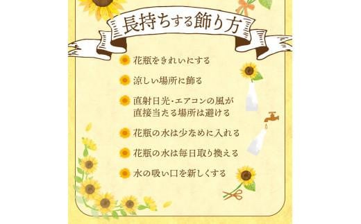 ご家庭用　ヒマワリ切花【2025-6月上旬～2025-9月下旬配送】