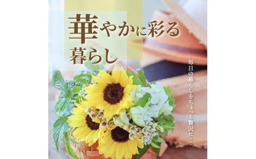 ご家庭用　ヒマワリ切花【2025-6月上旬～2025-9月下旬配送】