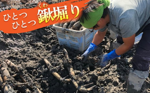 【先行予約】土付き鍬掘り レンコン（愛知県愛西市産）5kg れんこん 蓮根 産地直送 愛西市/株式会社山三レンコン [AEBK002]