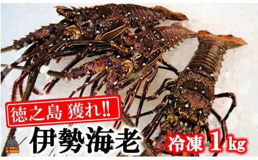 煌めきの海で育った！徳之島獲れ！伊勢海老1kg（2尾～4尾）をお届けします！