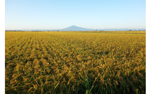 令和6年産 新米 つがる市産「津軽のひとめぼれ」10kg｜2024年産 青森県 津軽 お米 白米 ひとめぼれ [0723]