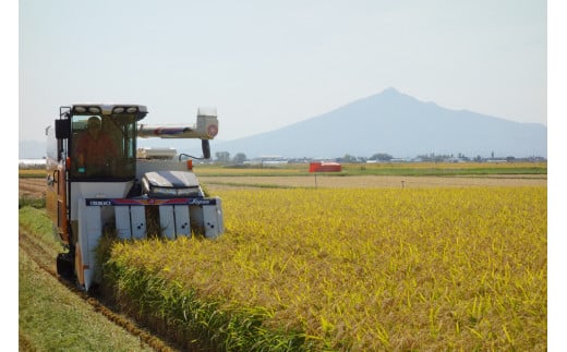 令和6年産 新米 つがる市産「津軽のひとめぼれ」10kg｜2024年産 青森県 津軽 お米 白米 ひとめぼれ [0723]