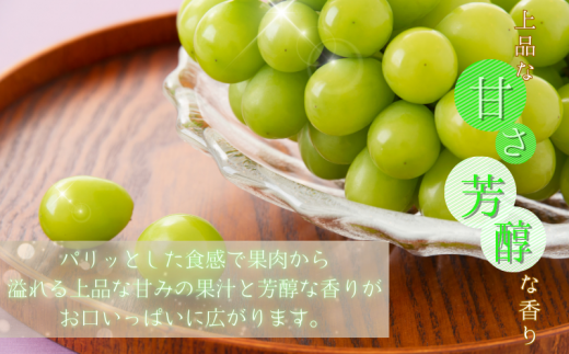 紀州和歌山産 シャインマスカット 約2kg ※2025年8月下旬頃〜2025年9月上旬頃に順次発送 ※日付指定不可 ぶどう ブドウ 葡萄 マスカット 果物 くだもの フルーツ 人気 旬の果物【uot798】