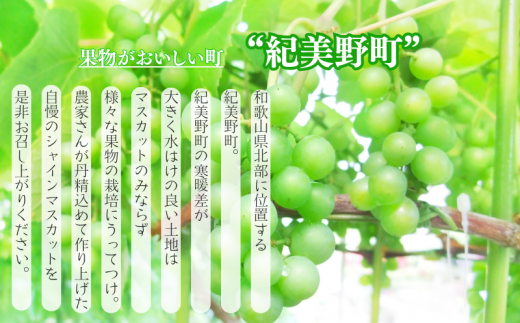 紀州和歌山産 シャインマスカット 約2kg ※2025年8月下旬頃〜2025年9月上旬頃に順次発送 ※日付指定不可 ぶどう ブドウ 葡萄 マスカット 果物 くだもの フルーツ 人気 旬の果物【uot798】