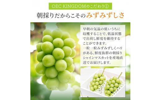 ぶどう 2024年 先行予約 ［ご家庭用］ シャイン マスカット3～5房（合計2kg以上） ブドウ 葡萄  岡山県産 国産 フルーツ 果物 OEC KINGDOM ぶどう家