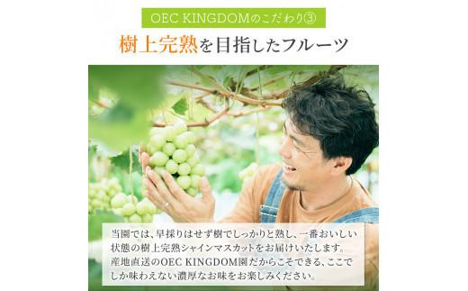 ぶどう 2024年 先行予約 ［ご家庭用］ シャイン マスカット3～5房（合計2kg以上） ブドウ 葡萄  岡山県産 国産 フルーツ 果物 OEC KINGDOM ぶどう家