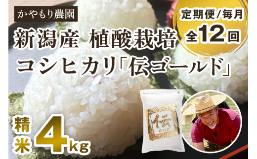 新潟産コシヒカリ「伝ゴールド」白米真空パック 精米 2kg×2袋