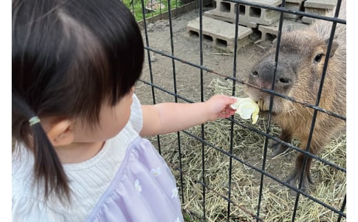 ふれあい動物園ANIMA 年間パス【動物 どうぶつ 動物園 チケット 年間パスポート 阿見町 茨城県】（61-01） 