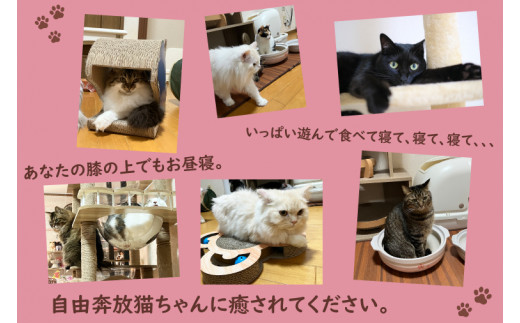 鹿嶋市の癒しの空間　猫カフェでまったり　猫かふぇジュエリー　１時間利用券セット　２名様 （KCS-2）