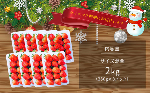 こだわり栽培 いちご 2kg 【Xmas特別企画】クリスマス時期にお届け | フルーツ 果物 くだもの いちご イチゴ 苺 熊本県 玉名市