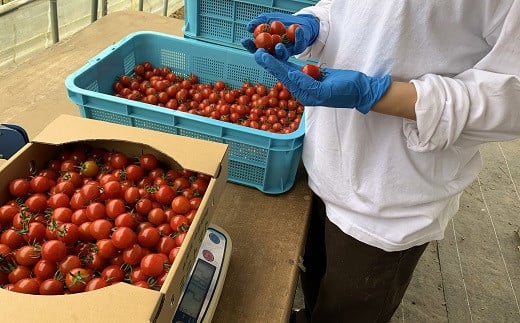 北海道中富良野産の高糖度ミニトマト《甘っこ》2kg