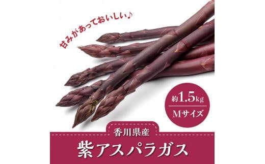 貴重で甘みが強い! 紫アスパラガス ( Mサイズ ) 約1.5kg【2024-6月上旬～2024-10月中旬配送】