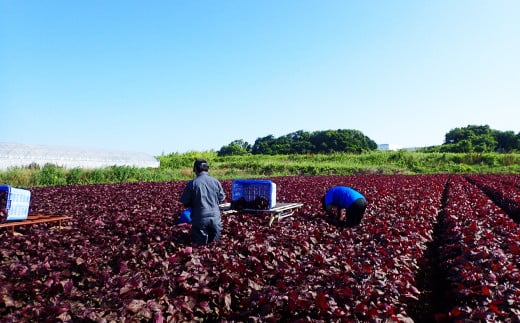 遠賀町への寄付（返礼品はありません）返礼品なし 1口 5,000円