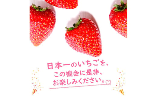 大人気！日本一のいちご生産量を誇るJAはが野が厳選 最旬 とちあいか 290g×2P | いちご とちおとめ 甘い 美味しい 果物 共通返礼品 フルーツ デザート 栃木県 那珂川町 送料無料