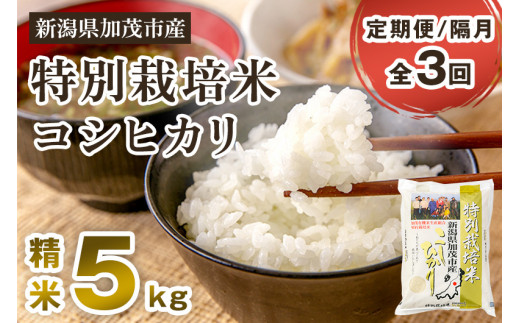 【令和6年産新米先行予約】【定期便3回隔月お届け】特別栽培米 コシヒカリ 精米 5kg 白米 従来品種コシヒカリ 加茂有機米生産組合 新潟県 加茂市産 米 お米 定期便