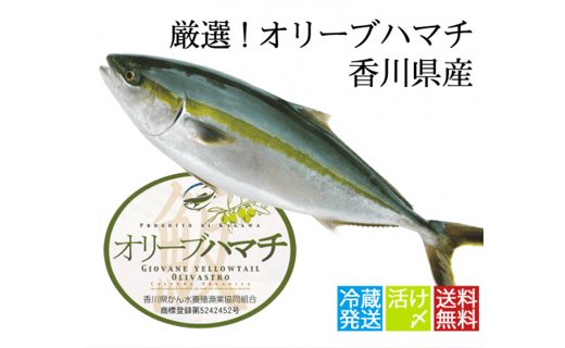 オリーブはまち１本まるごと（半身カット）【予約受付：令和6年10月中旬頃から出荷開始！】【C-312】