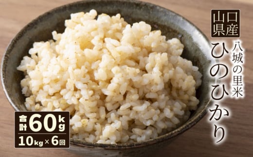 いいスタイル 先行予約】【定期便 令和 合計60kg 10kg 玄米 6ヶ月】ひのひかり 米・雑穀・粉類