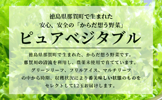 ピュアベジタブル 12袋［徳島県産 那賀町 やさい 野菜 新鮮 リーフレタス フリルレタス ベジタブル サラダ 野菜生活 レタス 国産 安心 安全 無農薬 農薬未使用 機能性野菜 工場栽培 工場直送］【NV-2】