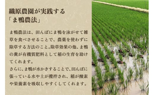 【令和6年産新米先行予約】新潟産コシヒカリ「かも米」玄米5kg （5kg×1袋）真空パック 【無農薬・無化学肥料】 従来品種コシヒカリ 加茂市 織原農園