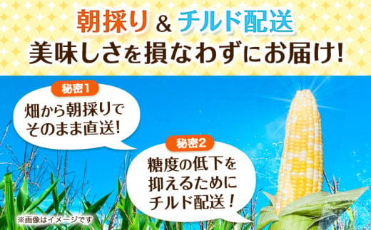 朝採りとうもろこし 河合農園のスイートコーン 12本 特大サイズ(1本380g以上) 河合農園【先行予約】《2025年8月上旬-9月中旬頃出荷》 送料無料 とうもろこし 北海道 本別町 北海道 十勝 本別町産 極甘 特大 バイカラー フルーティー とうきび トウモロコシ 高糖度 先行予約