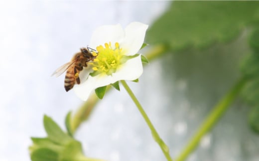 いちご 贈答 ギフト 特産品 産地直送 取り寄せ お取り寄せ 送料無料 広島 三次 15000円