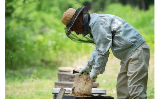 【特別仕様】はちみつ 井之上養蜂場 桃源郷百花蜂蜜 三朝町産 600g × 1本