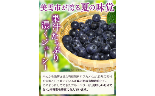 ＜ 先行予約 ＞ 美馬の大粒ブルーベリー（100g×6パック） 《2025年6月上旬‐8月末出荷》ふるさと納税 ブルーベリー 徳島県 美馬市 果物 フルーツ 青果物 美馬市ブルーベリー研究会