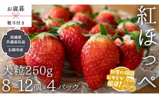 【 お歳暮 熨斗付 】紅ほっぺ〈いちご〉 大粒 250g（8～12粒）×4パック【令和6年12月から発送開始】（県内共通返礼品：石岡市産） いちご 苺 イチゴ 紅ほっぺ