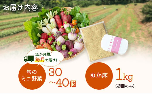 12回定期便［産地直送］腸活ミニ野菜＋ぬか床1kg【F82】