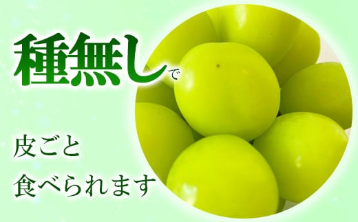 [No.5657-3848]冷蔵 シャインマスカット 約1kg (2房) 《信州須坂林果樹園》■2024年発送■※11月上旬頃～12月上旬頃まで順次発送予定