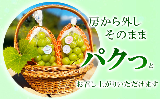 [No.5657-3848]冷蔵 シャインマスカット 約1kg (2房) 《信州須坂林果樹園》■2024年発送■※11月上旬頃～12月上旬頃まで順次発送予定