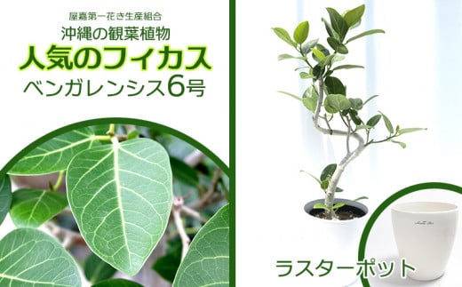 ★【沖縄の観葉植物】人気のフィカス ベンガレンシス6号 ラスターポット インテリアグリーン ゴムの木 ゴムノキ ガーデン 風水 鉢植え 癒し 成長記録 趣味 専門店 生活 オフィス おすすめ 暮らし おしゃれ 南国 日光 水やり お祝い 送料無料