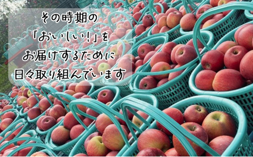 【11月下旬発送】【訳あり】青森県津軽のりんご「サンふじ」約5kg【里いちみfarm】