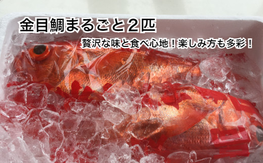 【四国一小さなまち】　≪土佐沖獲れ≫　高級魚『金目鯛』まるごと２匹（冷蔵）