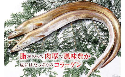 鱧 ( ハモ ) 切り身 1kg [とり信 徳島県 北島町 29aj0004] 魚 魚介 サカナ さかな 骨切り カット 切身