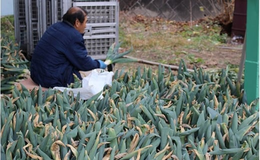 厳選！下仁田葱（Mサイズ 20本） とろける 甘い ねぎ ネギ 王様ねぎ 特産 栄養たっぷり ブランド 上州ねぎ すきやき F21K-081