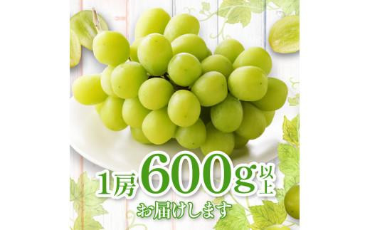 シャインマスカット 化粧箱 1房 ( 600g以上 ) 【2024-8月下旬～2024-9月下旬配送】