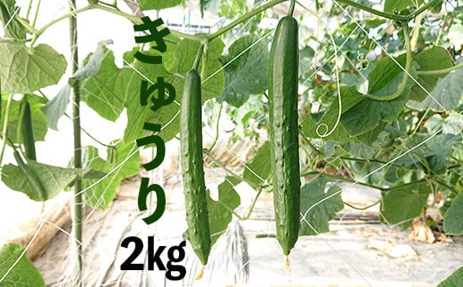 新鮮きゅうり2kg【特別栽培農産物】